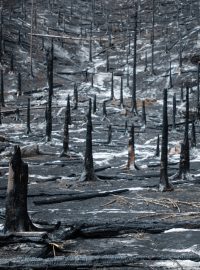 Následky požáru v Českém Švýcarsku. Na konci Pravčického dolu krajina vypadala jak z postapokalyptického filmu