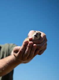 Pracovníci pražské zoologické zahrady vypustili 30 syslů obecných