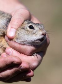 Voliéra má nyní chránit sysly před predátory a zabránit jejich předčasnému šíření
