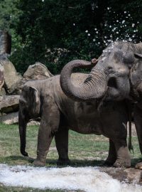 Pražská zoo v těchto horkých dnech připravila pro některá zvířata ledové ochlazení