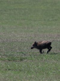 Sele volně žijícího prasete divokého v Lánské oboře