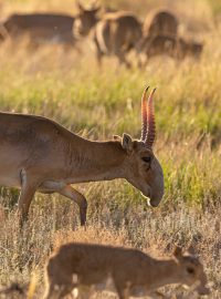 saiga tatarica