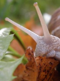 snail-193614_1280_241222-172353_nel.jpg