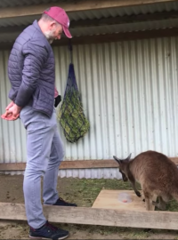 Klokan se nemohl k jídlu dostat a tak se začal „doprošovat” člověka, aby mu pomohl