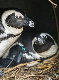 Tučňáčí samci Crosby a Fleury v hnízdní budce