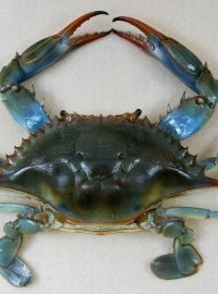 krab černý