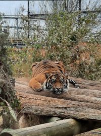 Řecká zoologická zahrada Attica Zoological Park