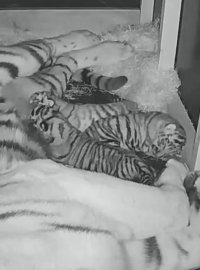Skupina tygrů ussurijských v ZOO Hluboká se rozrostla o tři mláďata