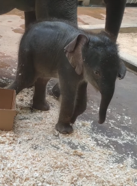 Slůně slona indického v pražské zoo na jednom z videí