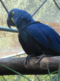 Ara hyacintový ve Zlínské zoo