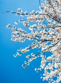 Na Petříně květou stromy už v březnu