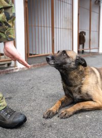 Základní povely jsou samozřejmostí a každý psovod má svoje, psi proto jsou často schopni pracovat jenom s nimi